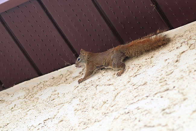 5 Signs You Have Squirrels in the Attic - Pro Trap Wildlife & Pest  Management